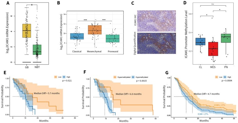 Scientific image associated with Intercellular adhesion molecule 1 links glioblastoma biology to a scalable prognostic model integrating clinical, imaging, and molecular features